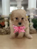 Kandys girl # 4671, a female Poodle - Miniature  for sale in Exeter, MO – 2 of 10