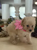Kandys girl # 4671, a female Poodle - Miniature  for sale in Exeter, MO – 8 of 10