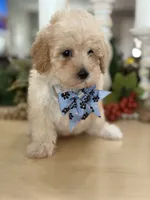 Kandys girl #4674, a female Poodle - Miniature  for sale in Exeter, MO – 9 of 10