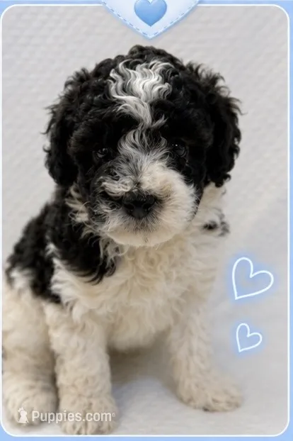 Black white male #1 – Poodle - Miniature  puppy for sale in Exeter, MO