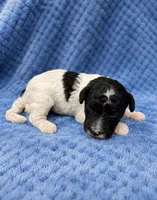 Silvys girl #2, a female Poodle - Miniature  for sale in Exeter, MO – 1 of 2