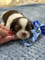 Lola’s boy #1.  4679 🧢, a male Shih Tzu for sale in Exeter, MO – 2 of 8