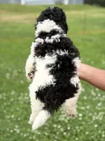 Black white male #1, a male Poodle - Miniature  for sale in Exeter, MO – 2 of 9