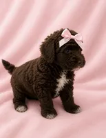 Chocolate Girl white chest , a female Poodle - Miniature  for sale in Exeter, MO – 9 of 10
