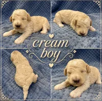 Silvys boy #1, a male Poodle - Miniature  for sale in Exeter, MO – 2 of 2