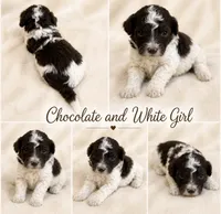 Chocolate and White girl, a female Poodle - Miniature  for sale in Exeter, MO – 2 of 2