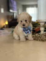 Kandys girl #4674, a female Poodle - Miniature  for sale in Exeter, MO – 3 of 10