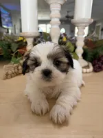 Chuck, a male Shih Tzu for sale in Exeter, MO – 7 of 10