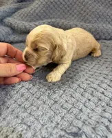 AKC Paul # 9400 Red Roan, a male Cocker Spaniel for sale in Exeter, MO – 6 of 10