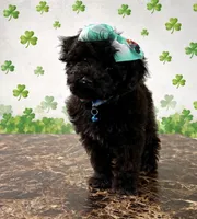 Kandice, a female Poodle - Miniature  for sale in Exeter, MO – Photo 3 of 4