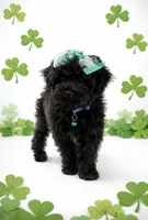 Kandice, a female Poodle - Miniature  for sale in Exeter, MO – Photo 1 of 4