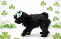 Kandice, a female Poodle - Miniature  for sale in Exeter, MO – Photo 2 of 4