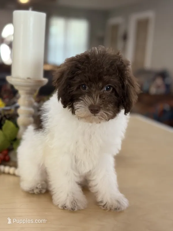 Kandys chocolate and white male – Poodle - Miniature  puppy for sale in Exeter, MO