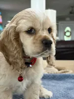 AKC Paul # 9400 Neutered❗️ , a male Cocker Spaniel for sale in Exeter, MO – 10 of 10
