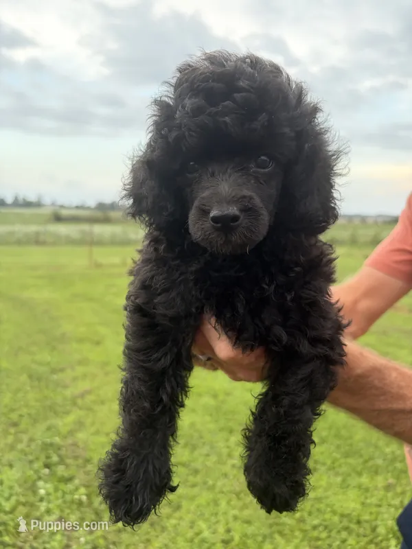 Silvys boy ❗️❗️❗️ – Poodle - Miniature  puppy for sale in Exeter, MO