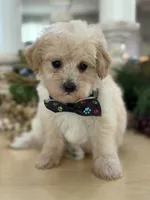Kandys cream boy # 4672, a male Poodle - Miniature  for sale in Exeter, MO – 2 of 9