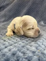 AKC Peter # 9404 Red Roan, a male Cocker Spaniel for sale in Exeter, MO – 6 of 10