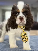 AKC Eva’s Boy, a male Cocker Spaniel for sale in Exeter, MO – 9 of 10
