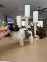 Champ, a male Shih Tzu for sale in Exeter, MO – 3 of 9