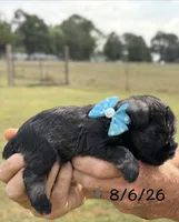 Mercy’s girl #2 AKC, a female Miniature Schnauzer for sale in Exeter, MO – 3 of 10