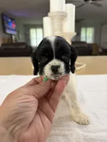 AKC Angles # 4782, a female Cocker Spaniel for sale in Exeter, MO – 2 of 8