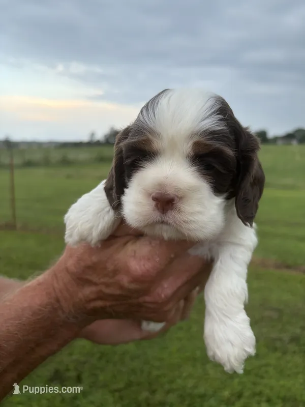 AKC Eva’s Boy – Cocker Spaniel puppy for sale in Exeter, MO