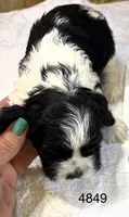 AKC PARTI # 4849, a female Cocker Spaniel for sale in Exeter, MO – 4 of 4