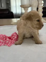 Kandys girl # 4671, a female Poodle - Miniature  for sale in Exeter, MO – 9 of 9