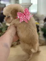 Kandys girl # 4671, a female Poodle - Miniature  for sale in Exeter, MO – 5 of 10
