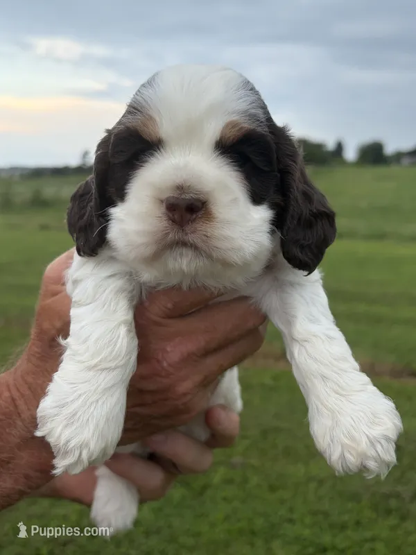 AKC Eva’s girl#2 – Cocker Spaniel puppy for sale in Exeter, MO