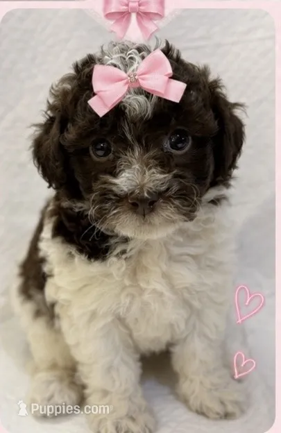 Chocolate and White girl – Poodle - Miniature  puppy for sale in Exeter, MO