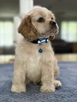 AKC Paul # 9400 Neutered❗️ , a male Cocker Spaniel for sale in Exeter, MO – 5 of 10