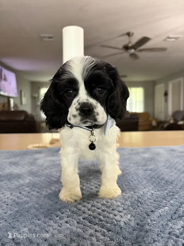 AKC PARTI # 4785 – Cocker Spaniel puppy for sale in Exeter, MO