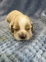 AKC Paige Red Roan #9403, a female Cocker Spaniel for sale in Exeter, MO – 7 of 10