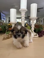 Cuddles, a male Shih Tzu for sale in Exeter, MO – 6 of 7