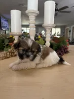 Cuddles, a male Shih Tzu for sale in Exeter, MO – 5 of 7