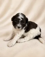 Chocolate and White girl, a female Poodle - Miniature  for sale in Exeter, MO – 1 of 2