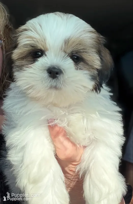 Champ – Shih Tzu puppy for sale in Exeter, MO