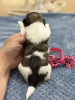 Lola’s Girl #1 - 4677 🎀🎀🎀, a female Shih Tzu for sale in Exeter, MO – 2 of 10