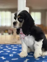 AKC TRI Girl # 4847, a female Cocker Spaniel for sale in Exeter, MO – 5 of 10