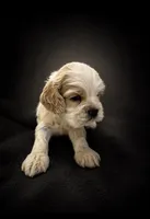 AKC Parker # 9405 Red Roan, a male Cocker Spaniel for sale in Exeter, MO – 4 of 10