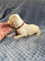 AKC Paisley #9406 Red Roan , a female Cocker Spaniel for sale in Exeter, MO – 9 of 10