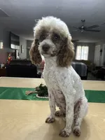 Tilly, a female Poodle - Miniature  for sale in Exeter, MO – 2 of 4