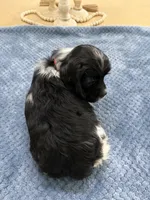 AKC. #4840 Boy, a male Cocker Spaniel for sale in Exeter, MO – 4 of 10