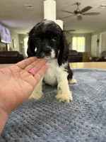 AKC. #4840 Boy, a male Cocker Spaniel for sale in Exeter, MO – 5 of 10
