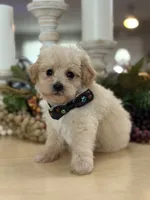Kandys cream boy # 4672, a male Poodle - Miniature  for sale in Exeter, MO – 7 of 9