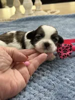 Lola’s Girl #1 - 4677 🎀🎀🎀, a female Shih Tzu for sale in Exeter, MO – 8 of 10
