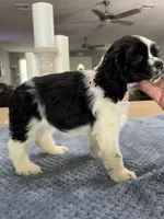 AKC #4841 Female, a female Cocker Spaniel for sale in Exeter, MO – 5 of 10