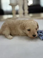Kandys girl #4674, a female Poodle - Miniature  for sale in Exeter, MO – 9 of 10