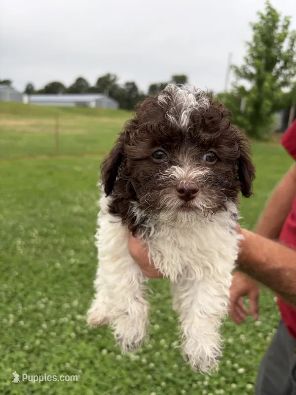 Chocolate and White girl – Poodle - Miniature  puppy on hold in Exeter, MO